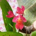 Rodriguezia lanceolata Flower