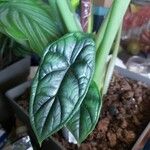Alocasia baginda Лист