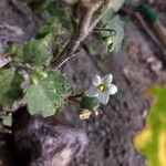 Solanum villosum Λουλούδι