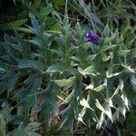 Cynara algarbiensis