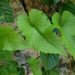 Antigonon leptopus Blad