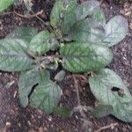 Strobilanthes alternata Fulla