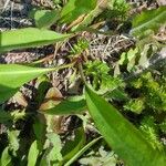 Solidago sempervirens Folla