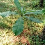 Anthocleista schweinfurthii आदत