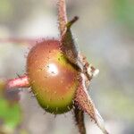 Rosa virginiana Frucht