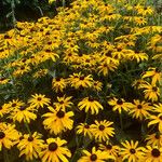 Rudbeckia fulgida Alkat (teljes növény)