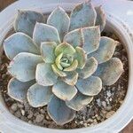 Echeveria desmetiana Leaf