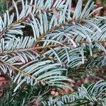 Abies grandis Blatt