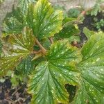 Begonia aconitifolia Blad