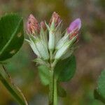 Trifolium thalii Blüte