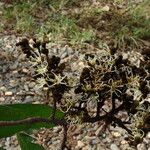 Julbernardia paniculata Flor