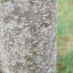 Alnus formosana Bark