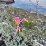 Corydalis sempervirens Kwiat