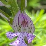 Neotinea tridentata Kwiat