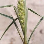 Cenchrus longispinus Fruit