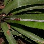 Aechmea angustifolia Ліст