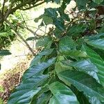 Coffea canephora पत्ता