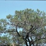 Pinus monophylla Hábito