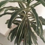 Dracaena fragrans List