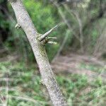 Elaeagnus angustifolia Bark