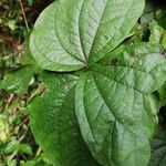 Dioscorea dumetorum Leaf