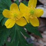 Anemone ranunculoides Цвят