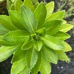 Nipponanthemum nipponicum List