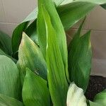 Aspidistra elatior 葉