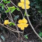 Dolichandra unguis-cati Flors