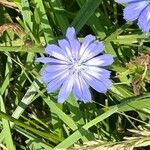 Cichorium endiviaÕis