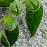 Nonea lutea Leaf