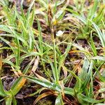 Carex uncinioides Habit