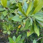Rhizophora mangle Frucht