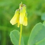 Trigonella glabra 花