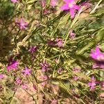 Centaurium tenuiflorum Leaf