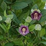 Cobaea scandens Liść