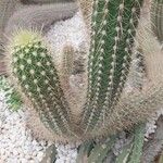 Echinocereus engelmannii Ліст