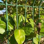 Solandra grandiflora Frunză