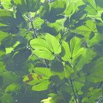 Pourouma bicolor Leaf