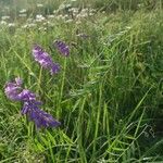 Vicia tenuifolia Hábito