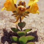 Linaria thymifolia Hábito