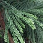 Araucaria biramulata Blatt