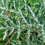 Cynara humilis Hoja