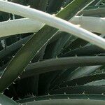 Puya chilensis Habitatea