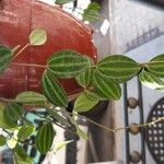 Peperomia quadrangularis Hoja