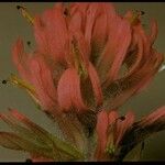 Castilleja parviflora Květ