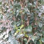 Syzygium paniculatum Ліст