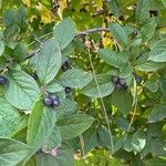 Cotoneaster acutifolius Folha