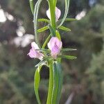 Misopates orontium 花