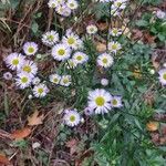 Erigeron annuus Deilen